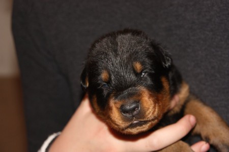 Bandje oranje oogjes open, 03-01-2014